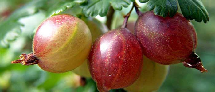 Bektaşi Üzümünün Özellikleri Nelerdir?