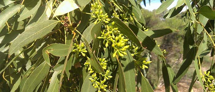 Okaliptus Ağacının Faydaları Nelerdir?