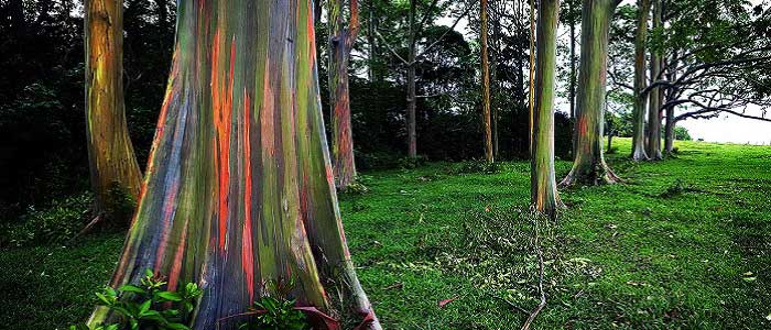 Okaliptus Ağacının Özellikleri Nelerdir?