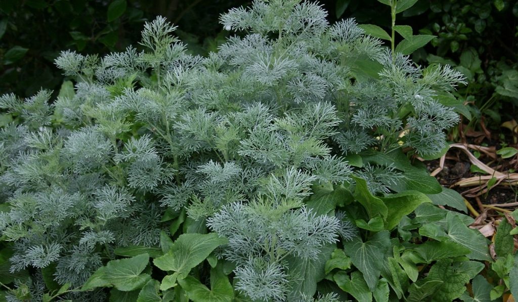 Pelin Otu Nedir? Nasıl Kullanılır? Faydaları ve Yan Etkileri Nelerdir?