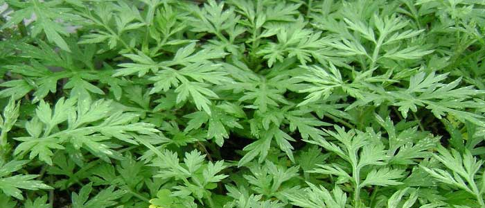 Pelin Otunun Faydaları Nelerdir?