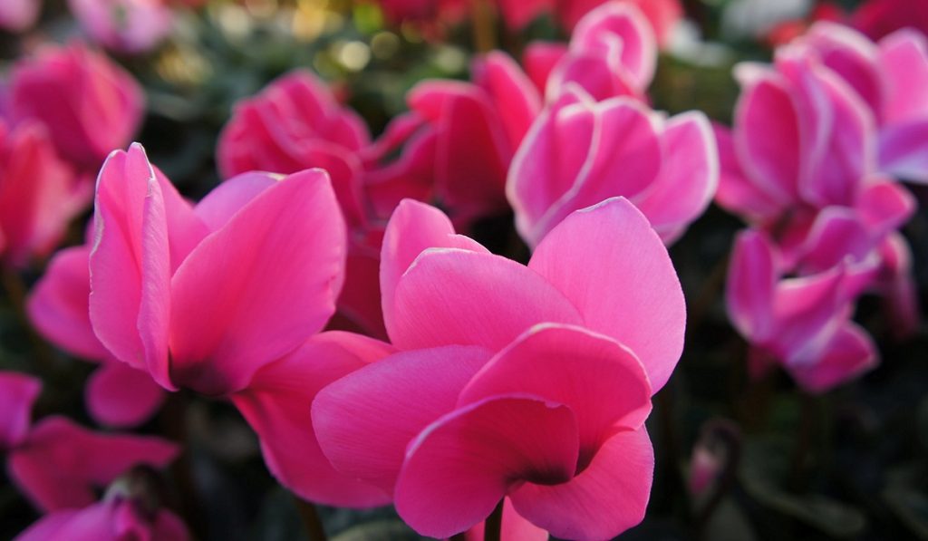 Siklamen Çiçeği Nedir? Çeşitleri ve Özellikleri Nelerdir?