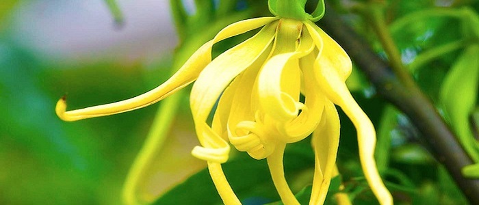 Ylang Ylang Yağı Nedir?