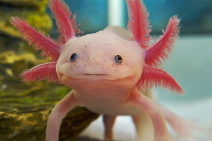Aksolotllar Hakkında Bilgi; Aksolotl Nedir? Özellikleri Nelerdir?