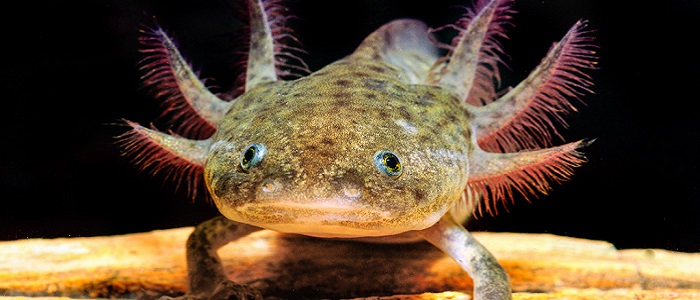 Aksolotl Nedir?