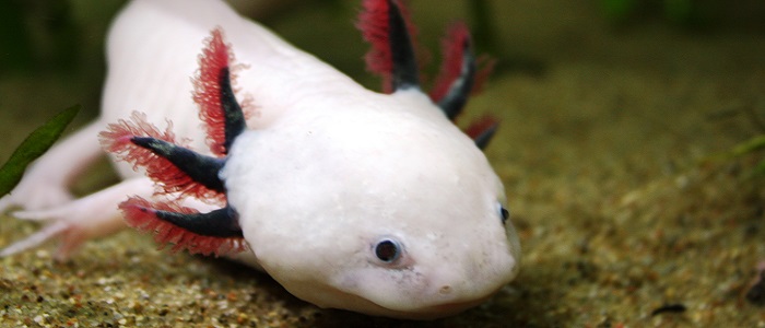 Aksolotlların Bilimsel Sınıflandırması