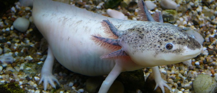 Aksolotlların Özellikleri Nelerdir?