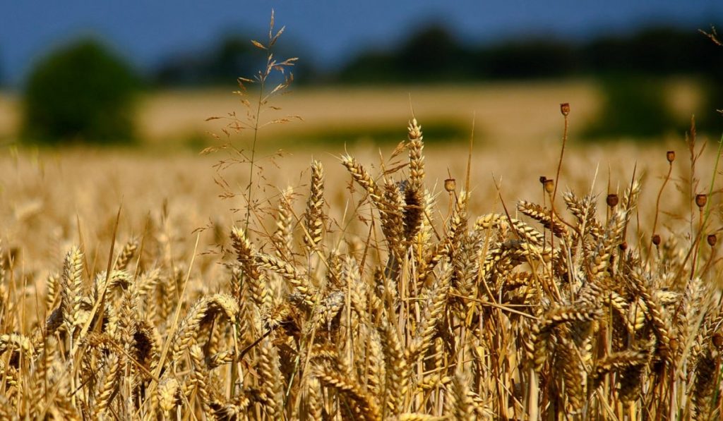 Buğday Nedir? Özellikleri ve Faydaları Nelerdir?