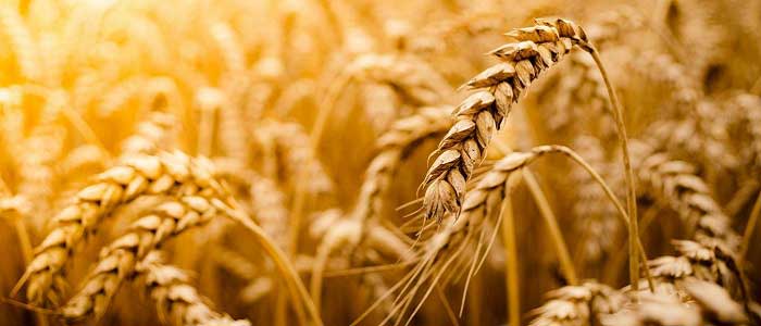 Buğday Nedir?