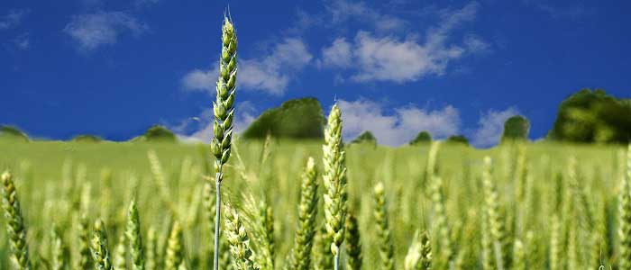 Buğdayın Özellikleri Nelerdir?