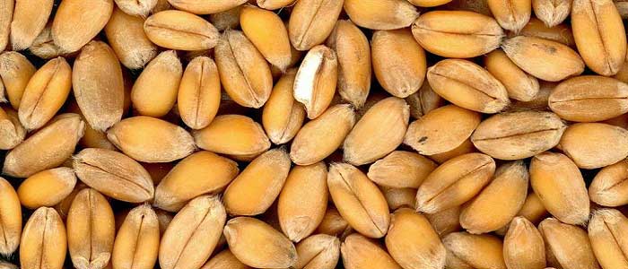 Buğdayın Türleri Nelerdir?