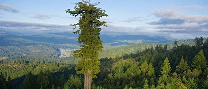 Hyperion Ağacı (Sahil Sekoyası) Nedir?