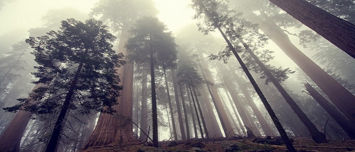 Hyperion Ağacının Faydaları Nelerdir?