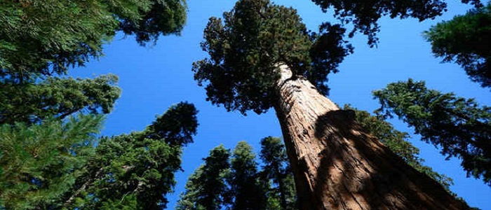 Hyperion Ağacının Özellikleri Nelerdir?