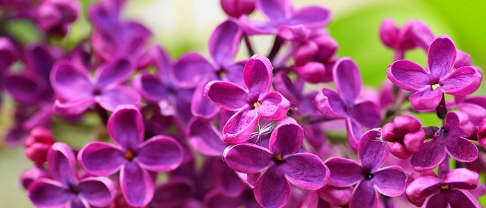 Leylak Yağı Nedir?