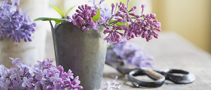 Leylak Yağının Yan Etkileri Nelerdir?