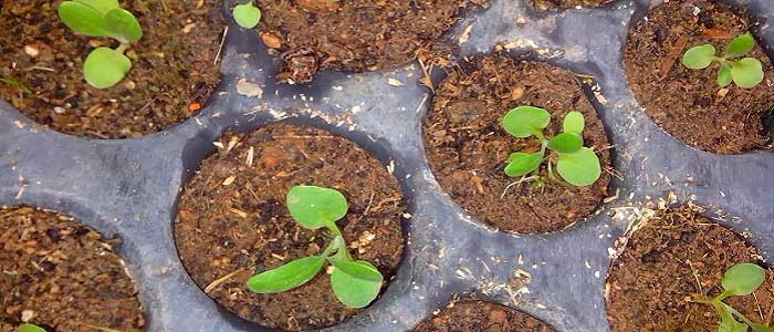 Şebboy Çiçeği Nasıl Yetiştirilir?