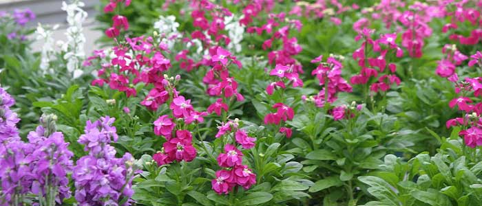 Şebboy Çiçeği Nedir?