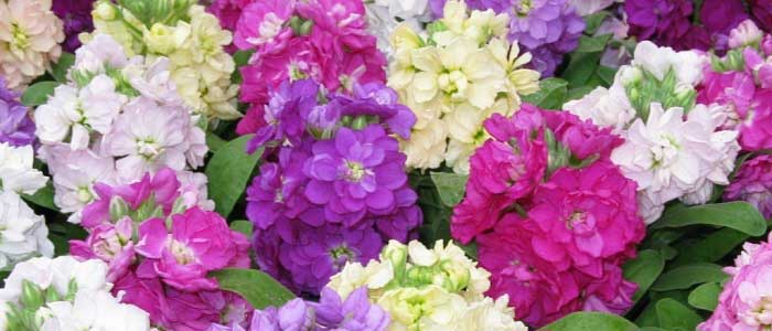 Şebboy Çiçeğinin Çeşitleri Nelerdir?