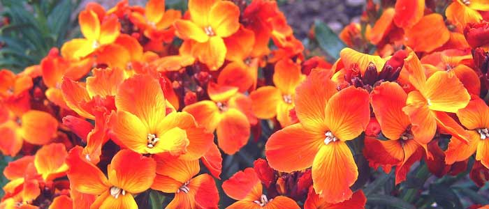 Şebboy Çiçeğinin Özellikleri Nelerdir?