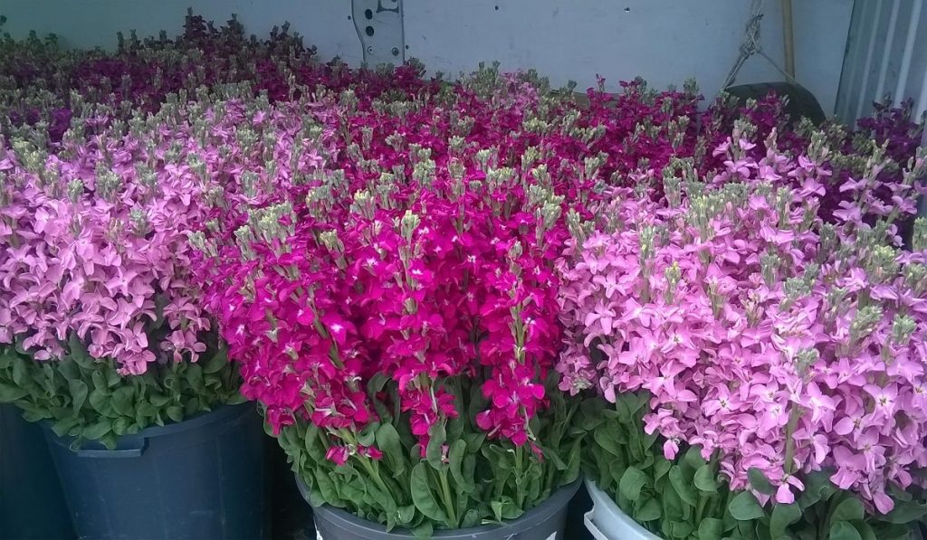 Şebboy Çiçeği Nedir? Çeşitleri ve Özellikleri Nelerdir?