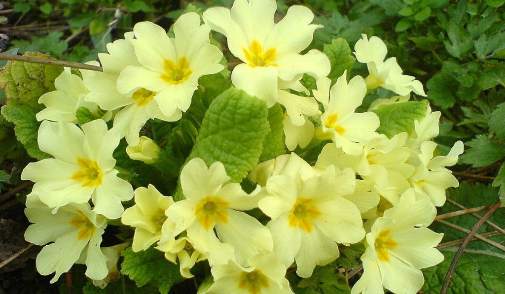 Çuha Çiçeği Nedir? Nasıl Kullanılır? Faydaları ve Yan Etkileri Nelerdir?