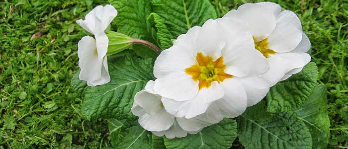 Çuha Çiçeği Nasıl Kullanılır?