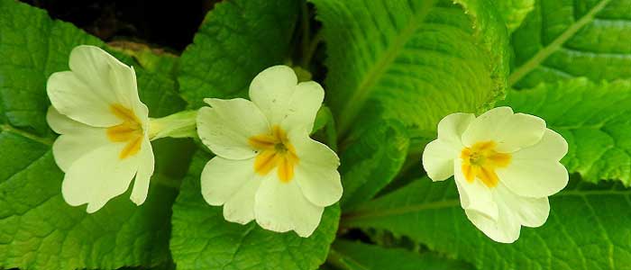 Çuha Çiçeği Nedir?