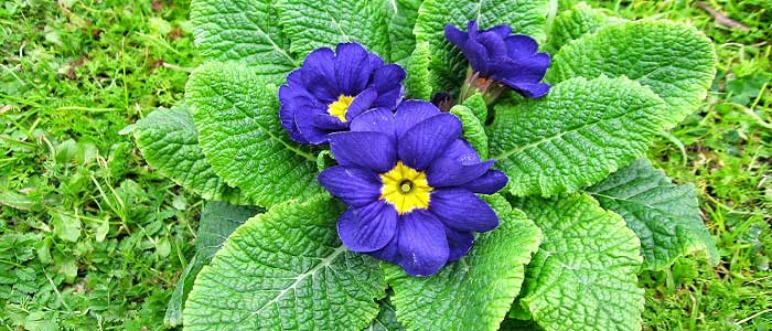 Çuha Çiçeğinin Faydaları Nelerdir?