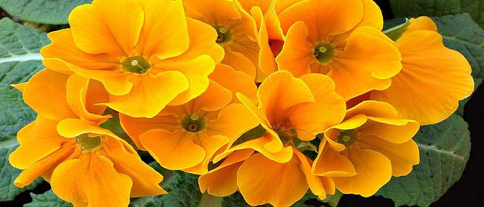 Çuha Çiçeğinin Türleri Nelerdir?