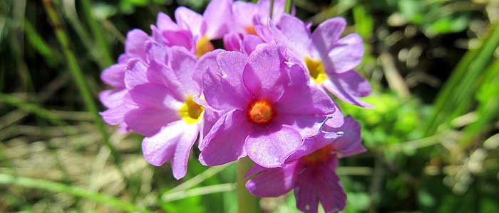 Çuha Çiçeğinin Yan Etkileri Nelerdir?