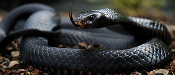 Kara Mamba Yılanı Nedir?