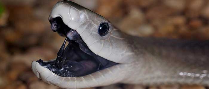 Kara Mamba Yılanının Bilimsel Sınıflandırması