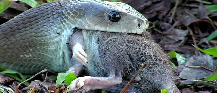 Kara Mamba Yılanının Özellikleri Nelerdir?