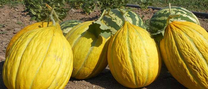 Kavunun Çeşitleri Nelerdir?