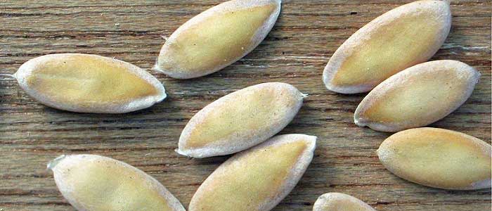 Kavunun Özellikleri Nelerdir?