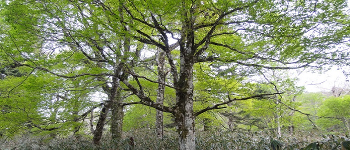 Kayın Ağacı Nedir?