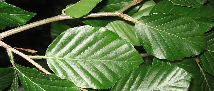 Kayın Ağacının Faydaları Nelerdir?