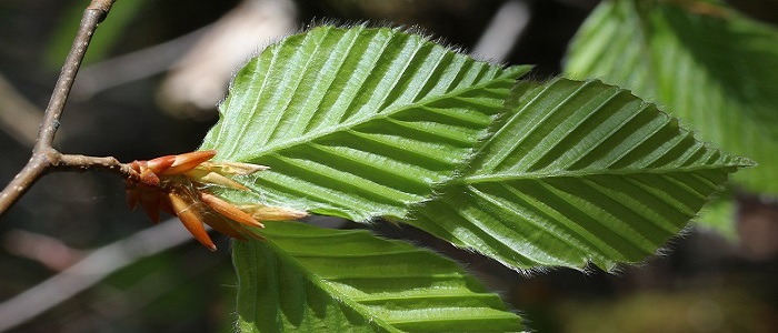 Kayın Ağacının Özellikleri Nelerdir?
