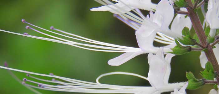 Kedi Bıyığı Otu Nasıl Kullanılır?