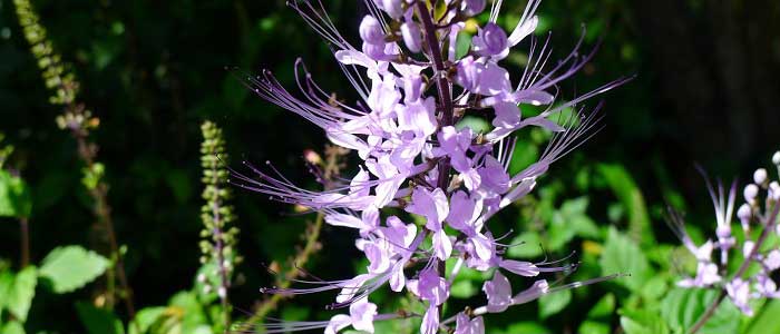 Kedi Bıyığı Otu Nedir?