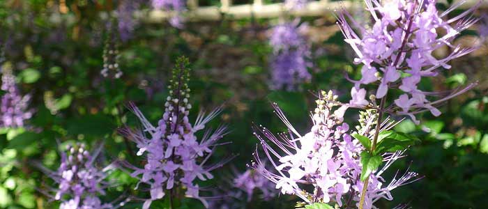 Kedi Bıyığı Otunun Faydaları Nelerdir?
