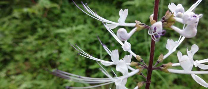 Kedi Bıyığı Otunun Yan Etkileri Nelerdir?