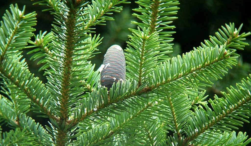 Köknar Ağacı Nedir? Özellikleri ve Faydaları Nelerdir?