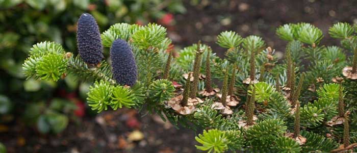 Köknar (Göknar) Ağacı Nedir?