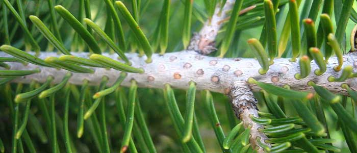 Köknar Ağacının Faydaları Nelerdir?