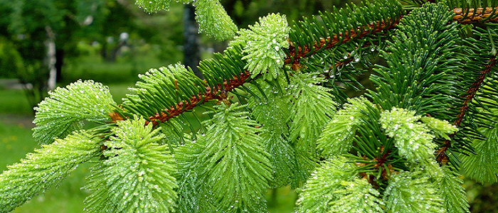 Köknar Ağacının Özellikleri Nelerdir?