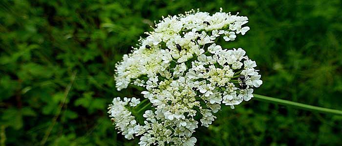 Tavşancıl Otu Nasıl Kullanılır?