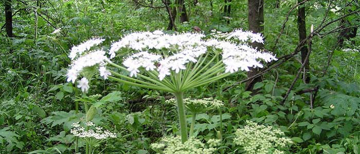 Tavşancıl Otu Nedir?