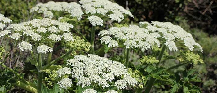 Tavşancıl Otunun Yan Etkileri Nelerdir?